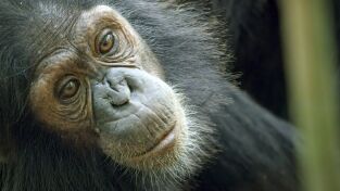 Primates. Primates: La historia de una bebé chimpancé