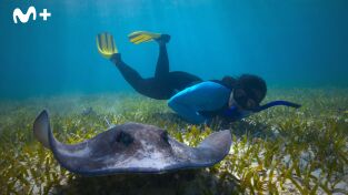 El futuro de la naturaleza. El futuro de la naturaleza: Océanos