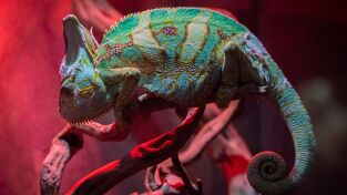 Raros y Salvajes. Raros y Salvajes: En busca del amor