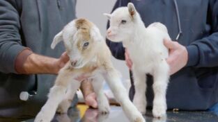 Veterinarios de Nebraska. T(T2). Veterinarios de... (T2): No mezas a la cabra