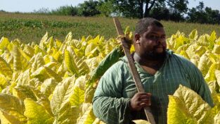 Mes de la Historia Negra. Mes de la Historia Negra: La insurrección de los esclavos