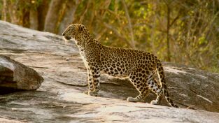 Grandes Felinos. Grandes Felinos: Leopardos