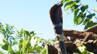Serpientes. Serpientes: África