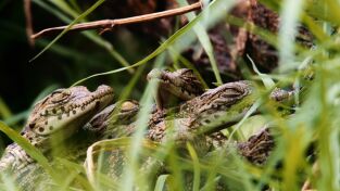 Katavi: Santuario de vida. Katavi: Santuario de vida: Santuario