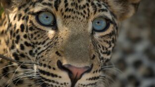 Grandes Felinos. Grandes Felinos: El legado de la leoparda