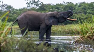Los secretos de.... Los secretos de...: La selva