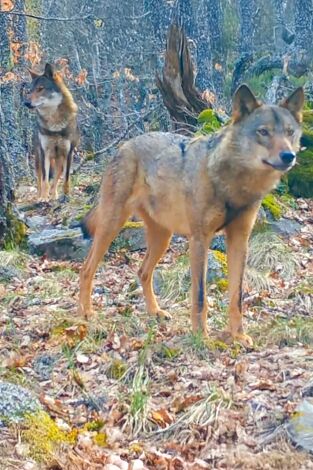 El bosque salvaje de Pardomino. El bosque salvaje de...: Ep.1