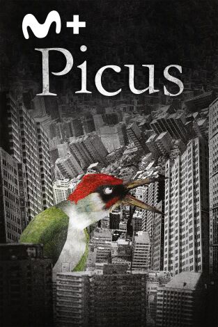 Picus