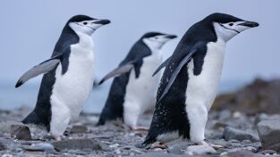 Los secretos de.... Los secretos de...: Rebeldes con causa