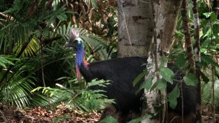 Superviviente por naturaleza. Superviviente por...: Selvas húmedas y salvajes