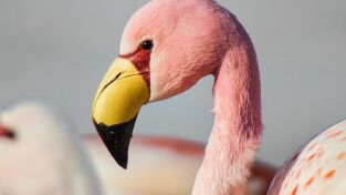 Sudamérica. Sudamérica: Tierra de supervivientes
