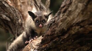 Superviviente por naturaleza. Superviviente por...: Los vagabundos del bosque