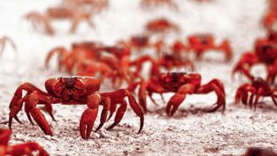 Destination Wild. Destination Wild: La carrera por la supervivencia