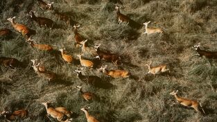 Destination Wild. Destination Wild: Nacidos para caminar