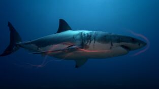 Destination Wild. Destination Wild: Sexto sentido