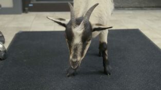 Veterinarios de Nebraska. T(T3). Veterinarios de... (T3): Es difícil despedirse de la cabra