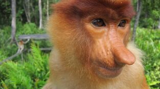 Primates. Primates: El mono más raro que existe