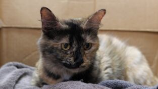 Veterinarios de Nebraska. T(T3). Veterinarios de... (T3): ¡Estos gatitos están de broma!