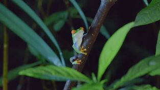 Destination Wild. Destination Wild: Costa Rica