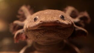 Perdedores y salvajes. Perdedores y salvajes: Supercéroes