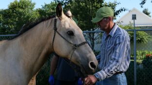 Veterinarios de Nebraska. T(T3). Veterinarios de... (T3): El maullido del gato