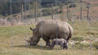 Los Secretos Del Zoo. Los Secretos Del Zoo: El rastro de un erizo
