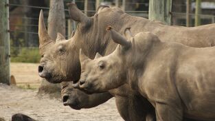 Los Secretos Del Zoo. Los Secretos Del Zoo: ¡Rinocerontes!