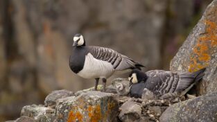 Perdedores y salvajes. Perdedores y salvajes: Unos padres terribles