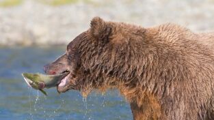 Alaska. Alaska: Campo de batalla Grizzly