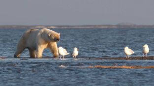 Alaska. Alaska: Asedio al oso polar