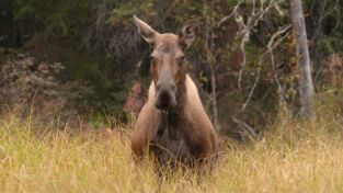 Alaska. Alaska: Emboscada de alces