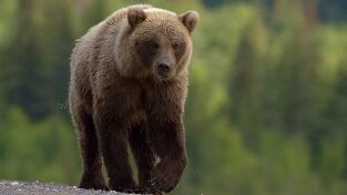 Alaska. Alaska: Imperio oso