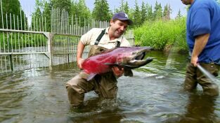Alaska. Alaska: El salmón gigante