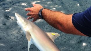Especies En Peligro. Especies En Peligro: Tiburones en peligro