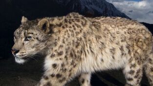 Especies En Peligro. Especies En Peligro: El leopardo de las nieves de Afganistán
