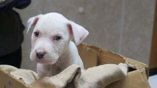 Doctor Pol. T(T1). Doctor Pol (T1): La Super Bowl del Doctor Pol