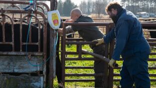 Doctor Pol. Doctor Pol: Caniches y compañía