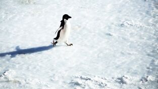 Destination Wild. Destination Wild: Desierto de hielo