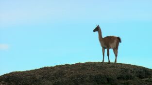 Destination Wild. Destination Wild: Wild Perú: La lucha por la vida