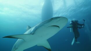 Investigación: ataques de tiburón. Investigación: ataques...: Mordidos en las Bahamas