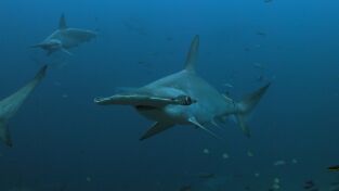 Investigación: ataques de tiburón. Investigación: ataques...: Caos en Maui