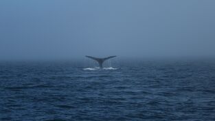 Vivir bajo cero: Port Protection Alaska. Vivir bajo cero: Port...: Vamos por el buen camino