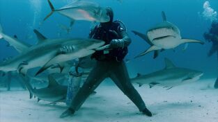 Cuando los tiburones atacan. Cuando los tiburones...: Mordido en Balí