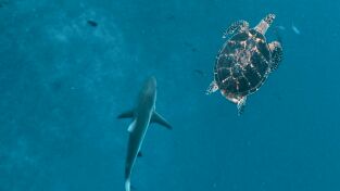 Cuando los tiburones atacan. Cuando los tiburones...: Sharktober