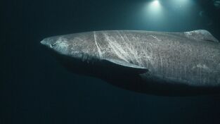 Cuando los tiburones atacan. Cuando los tiburones...: Pánico en el paraíso