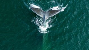 La Costa: Una Odisea Natural. La Costa: Una Odisea...: Odiseas oceánicas