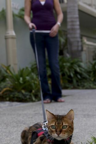 El encantador de gatos, Season 9. T(T8). El encantador de... (T8): El honor del explorador