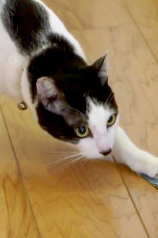 El encantador de gatos. T(T10). El encantador de... (T10): El gato Lucifer