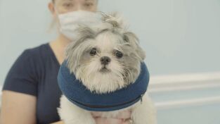 Critter fixers: Veterinarios rurales. Critter fixers:...: Doguillos en una manta