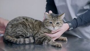 Veterinarios de Nebraska. T(T4). Veterinarios de... (T4): Trabajo gratuito